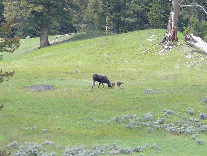 Moose and calves.jpg - This was taken the day after we saw the newborn moose calf.  Maybe he had a twin born after we left and this is his whole family.